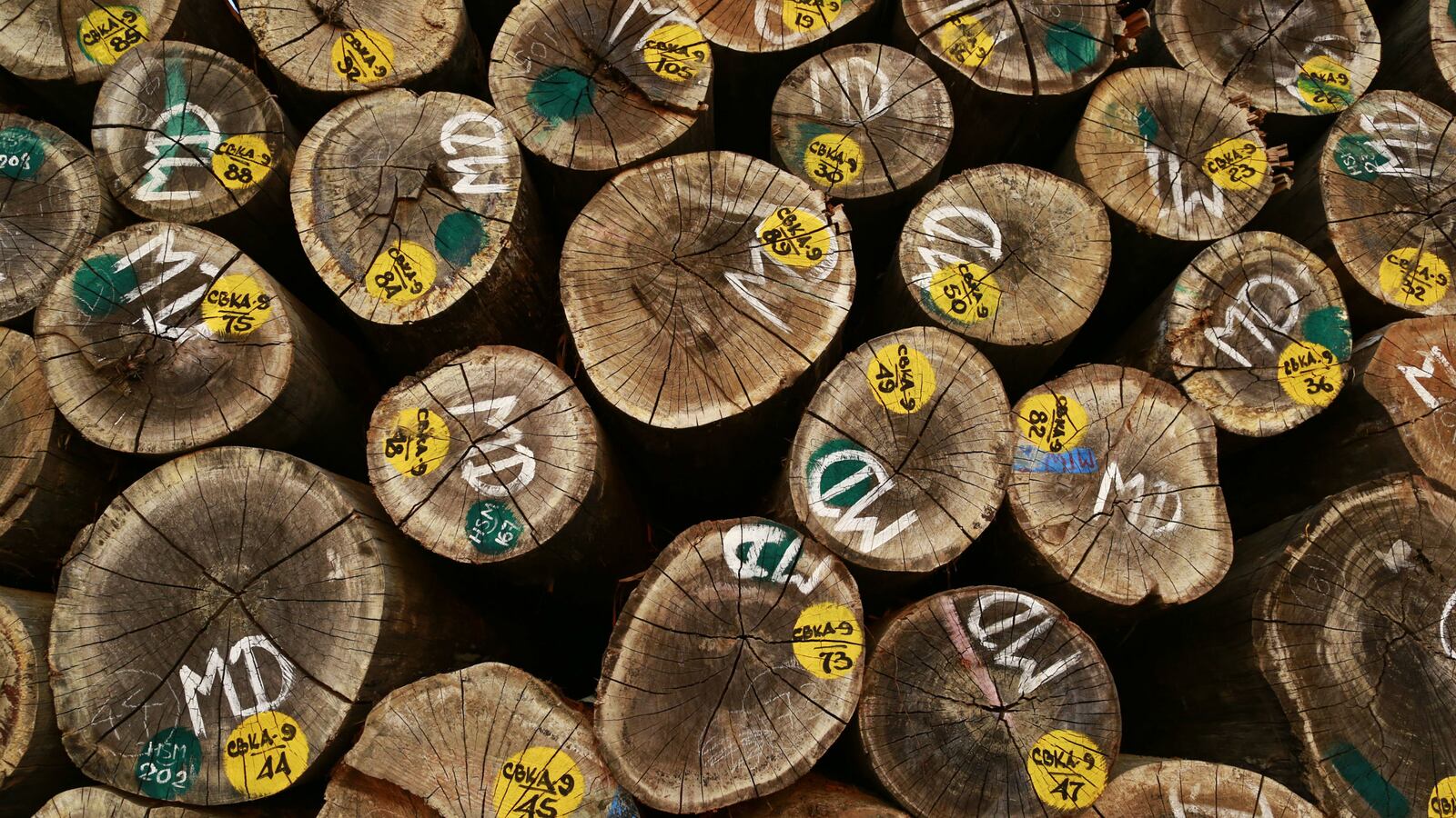 cheats/2015/07/23/myanmar-153-chinese-get-life-in-prison/150723-myanmar-illegal-logging-cheat_a8jrm0