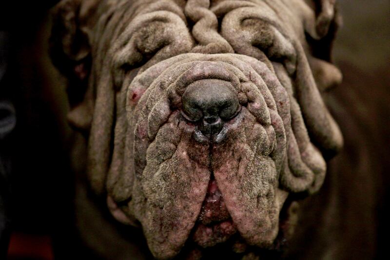 galleries/2012/02/14/best-westminster-dog-show-photos/best-westminster-dog-show-photos-2_u3weeb