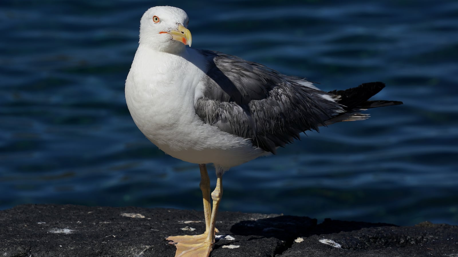 seagull