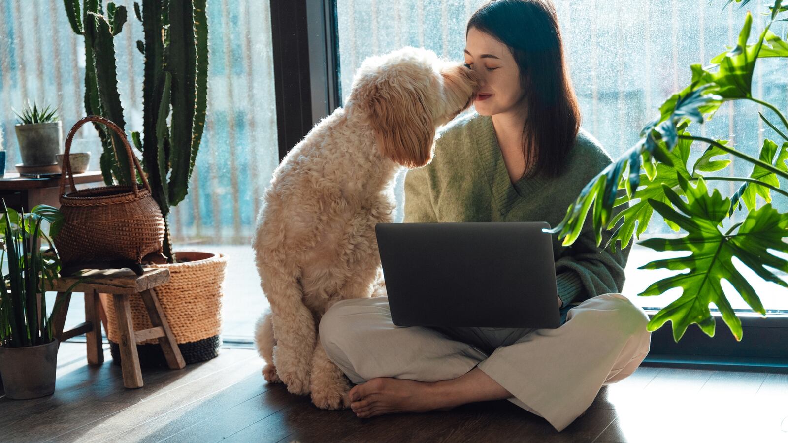 Calm x Mars Pet Collection