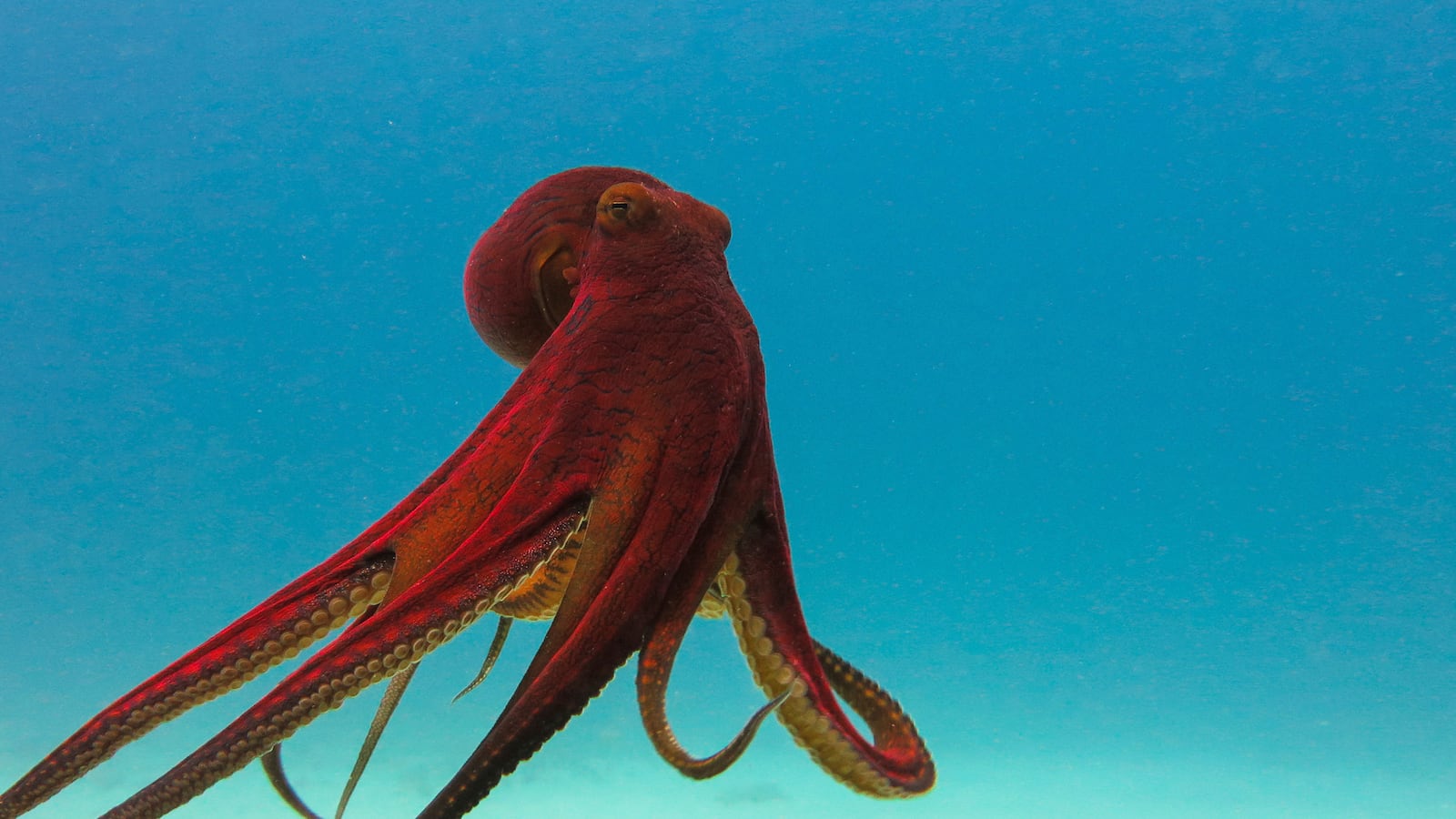 articles/2015/05/22/does-the-octopus-have-a-soul/150521-oconnor-octopus-tease_zenfje