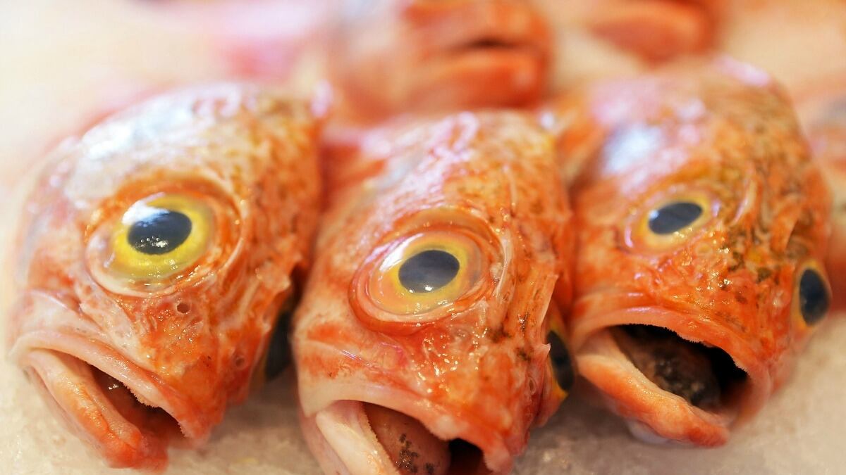 cheats/2013/02/21/seafood-often-not-what-it-claims-to-be/fish-mislabeled-cheat_sq5ff2