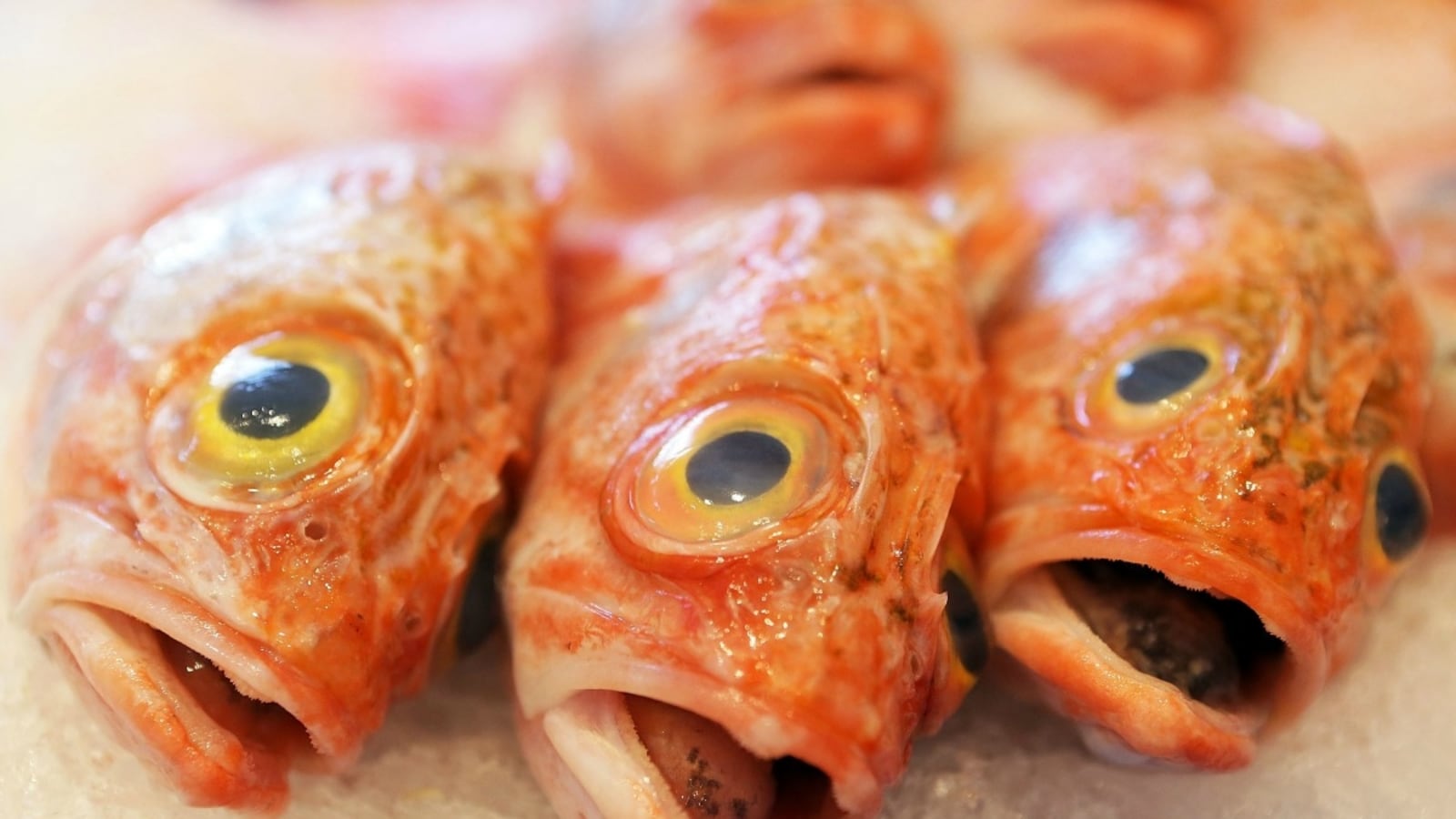 cheats/2013/02/21/seafood-often-not-what-it-claims-to-be/fish-mislabeled-cheat_sq5ff2