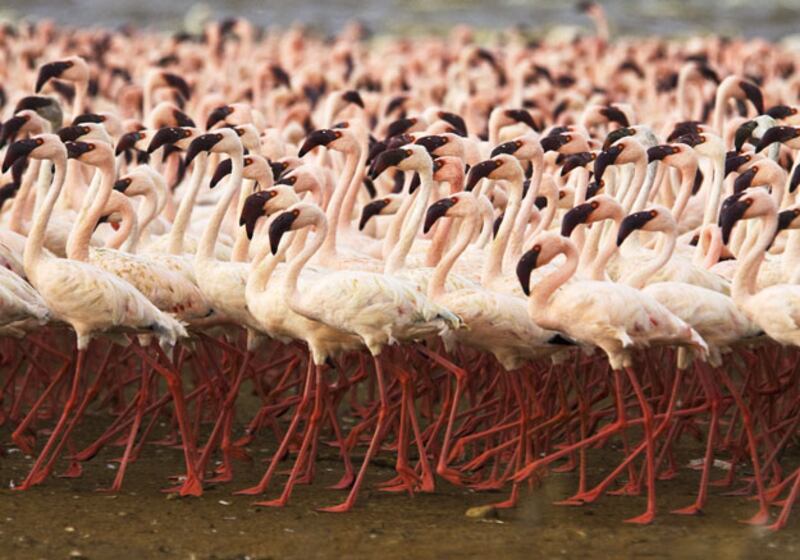 galleries/2010/03/18/life/life---11_i2vnza