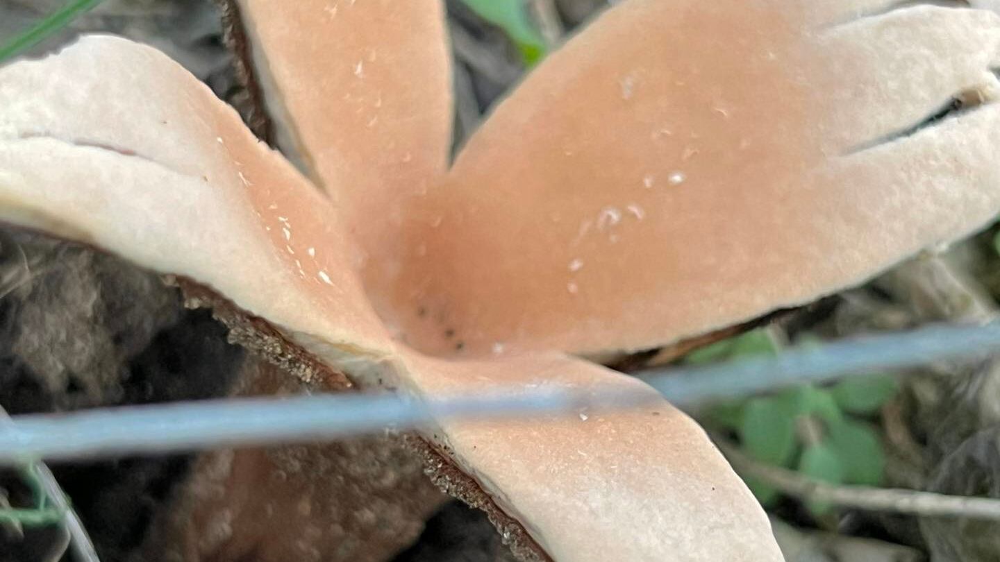 Chorioactis geaster.