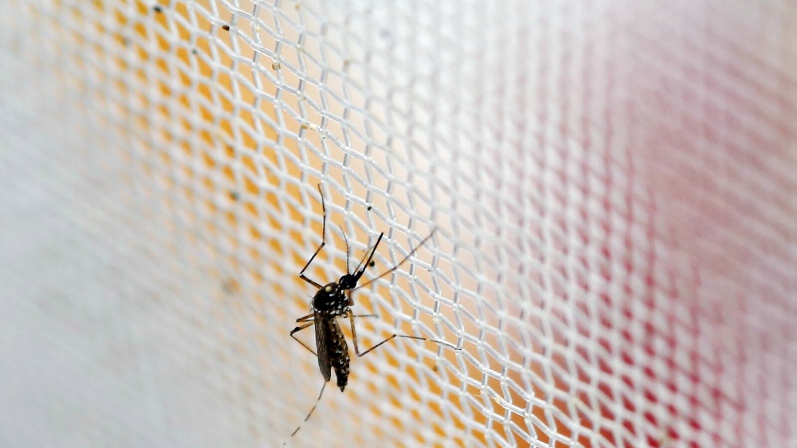 cheats/2016/04/02/only-half-of-olympics-tix-have-been-sold/160402-olympics-zika-cheat_wwcuxw