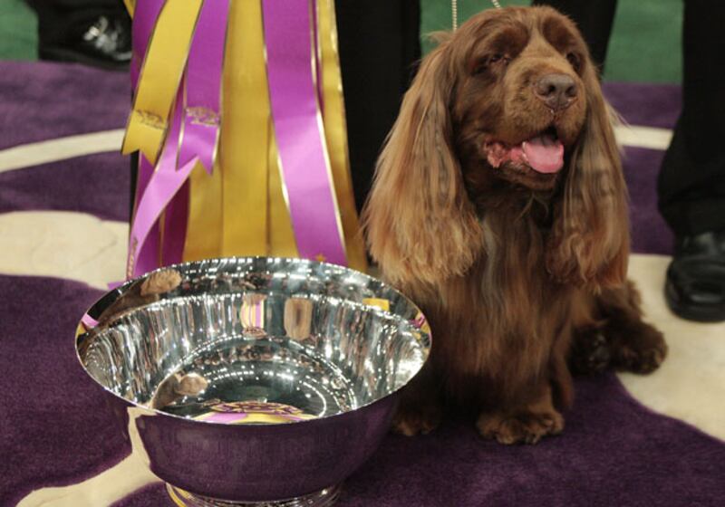 galleries/2010/02/14/westminster-dog-show-winners/westminster-dog-show---stump_sudxdx