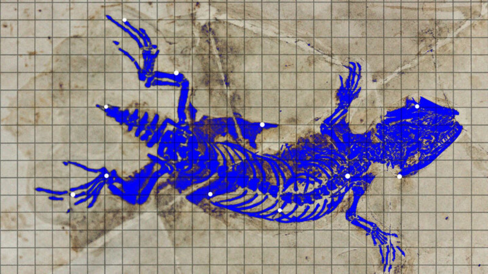 Mysterious 280 million-year-old fossil is mostly just black paint