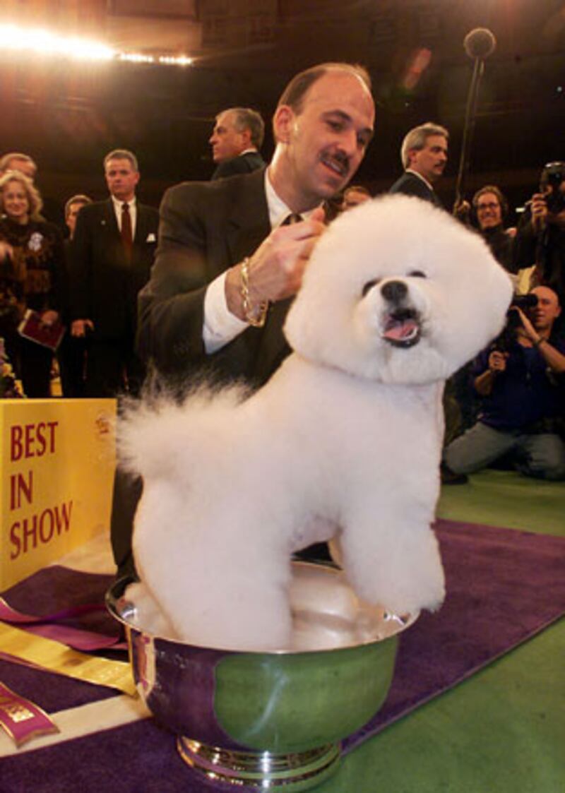 galleries/2010/02/14/westminster-dog-show-winners/westminster-dog-show---jr_smfhbe