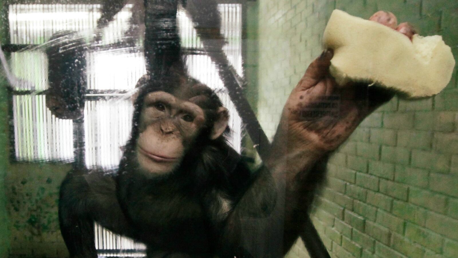 cheats/2016/02/26/govt-shirks-on-releasing-research-chimps/160226-cheat-chimps_i1n3ta