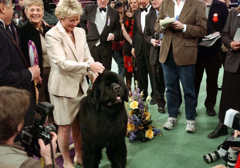 galleries/2010/02/14/westminster-dog-show-winners/westminster-dog-show---josh_sixyj0
