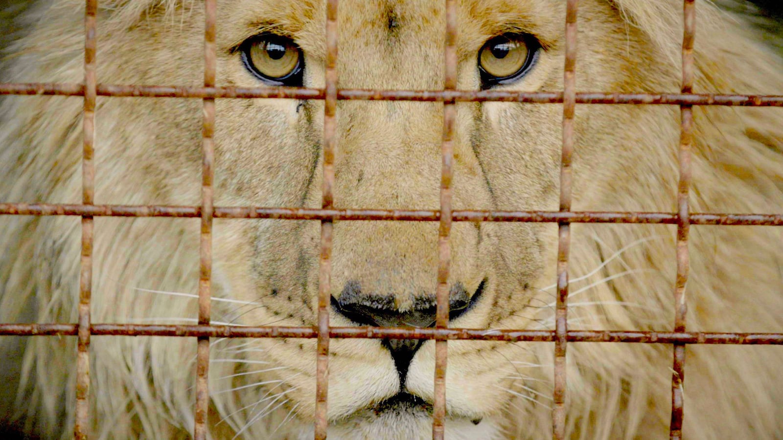 Still from Checkpoint Zoo