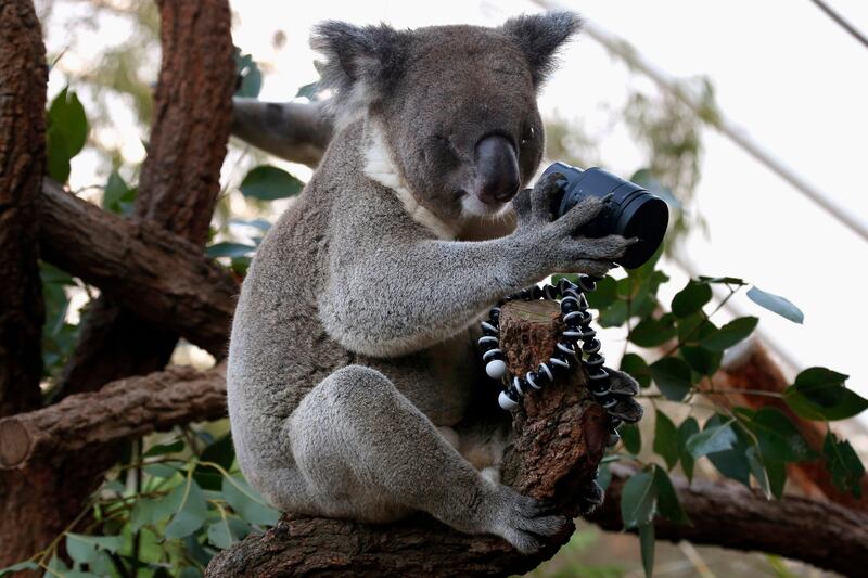 galleries/2015/06/01/when-animals-take-selfies-photos/150601-animal-selfies-04_dqehn7