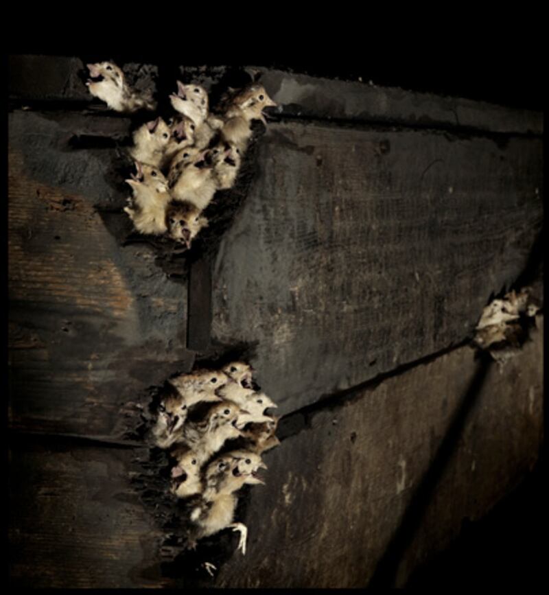 galleries/2009/10/15/the-age-of-the-marvellous/marvellist-13_qmwqzm