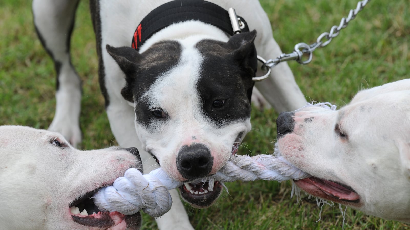 videos/2016/04/20/missouri-could-strike-down-pitbull-bans/160418-Place-Missouri-bill-bans-bans-on-pitbulls_lipajq