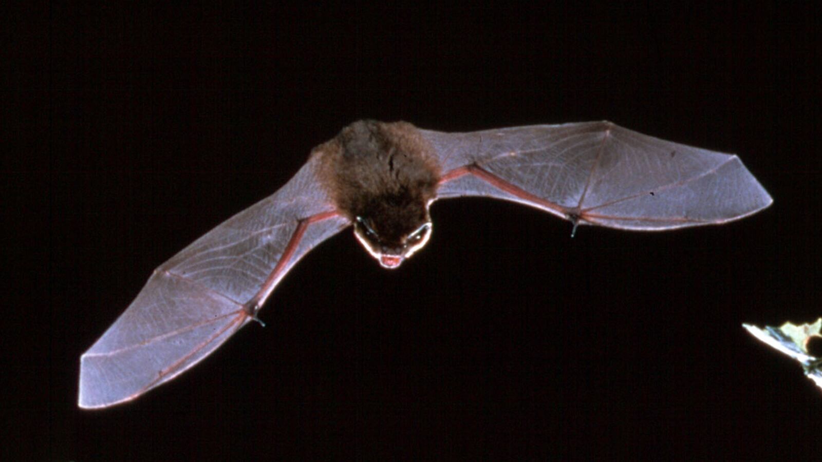 cheats/2011/08/13/bat-on-a-plane/bat-animal-cheat_e87u3v