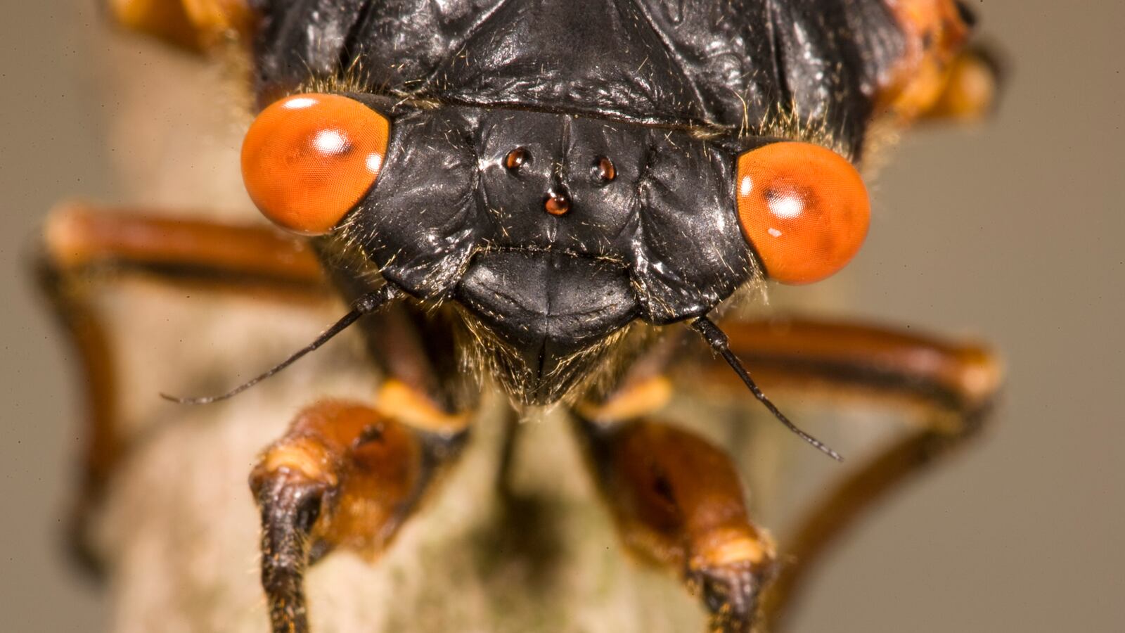 galleries/2013/05/24/cicadas-sharks-and-more-horrors-to-come-in-summer-2013-photos/130525-cicadas-tease_cuuqat