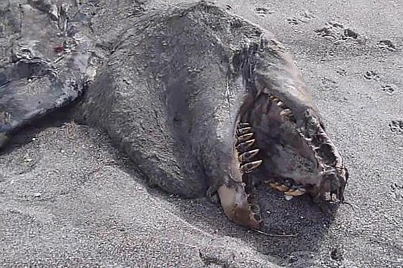 galleries/2013/08/22/mysterious-sea-creatures-wash-ashore-photos/130822-mysterious-sea-creature-4_w8bkjm