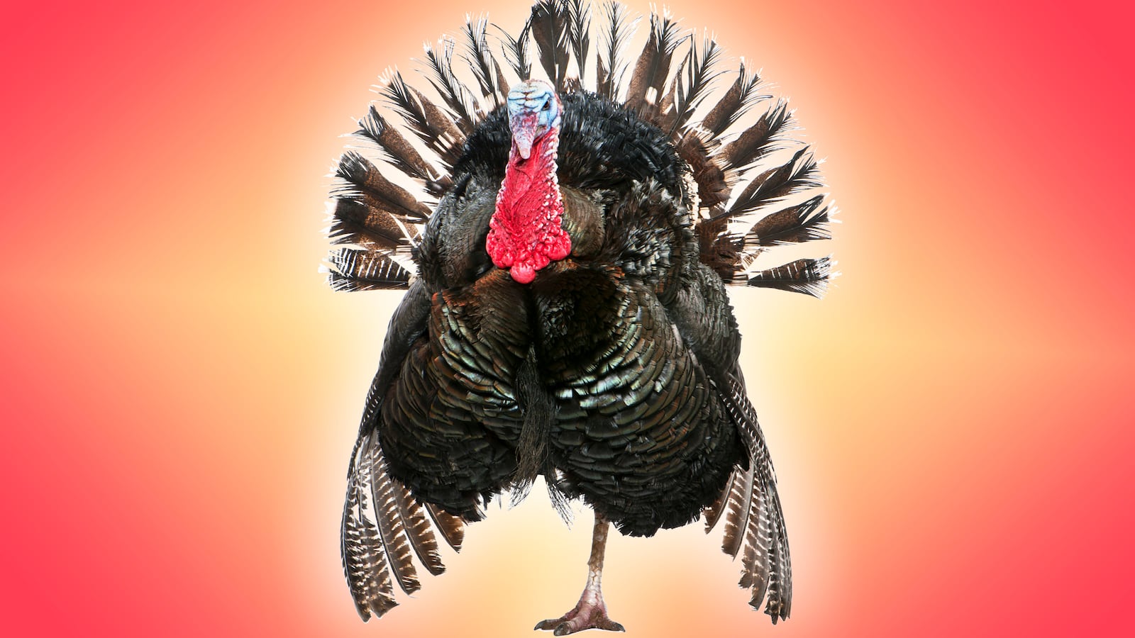 171120-Van-Buren-turkey-tease_1_fkpuha