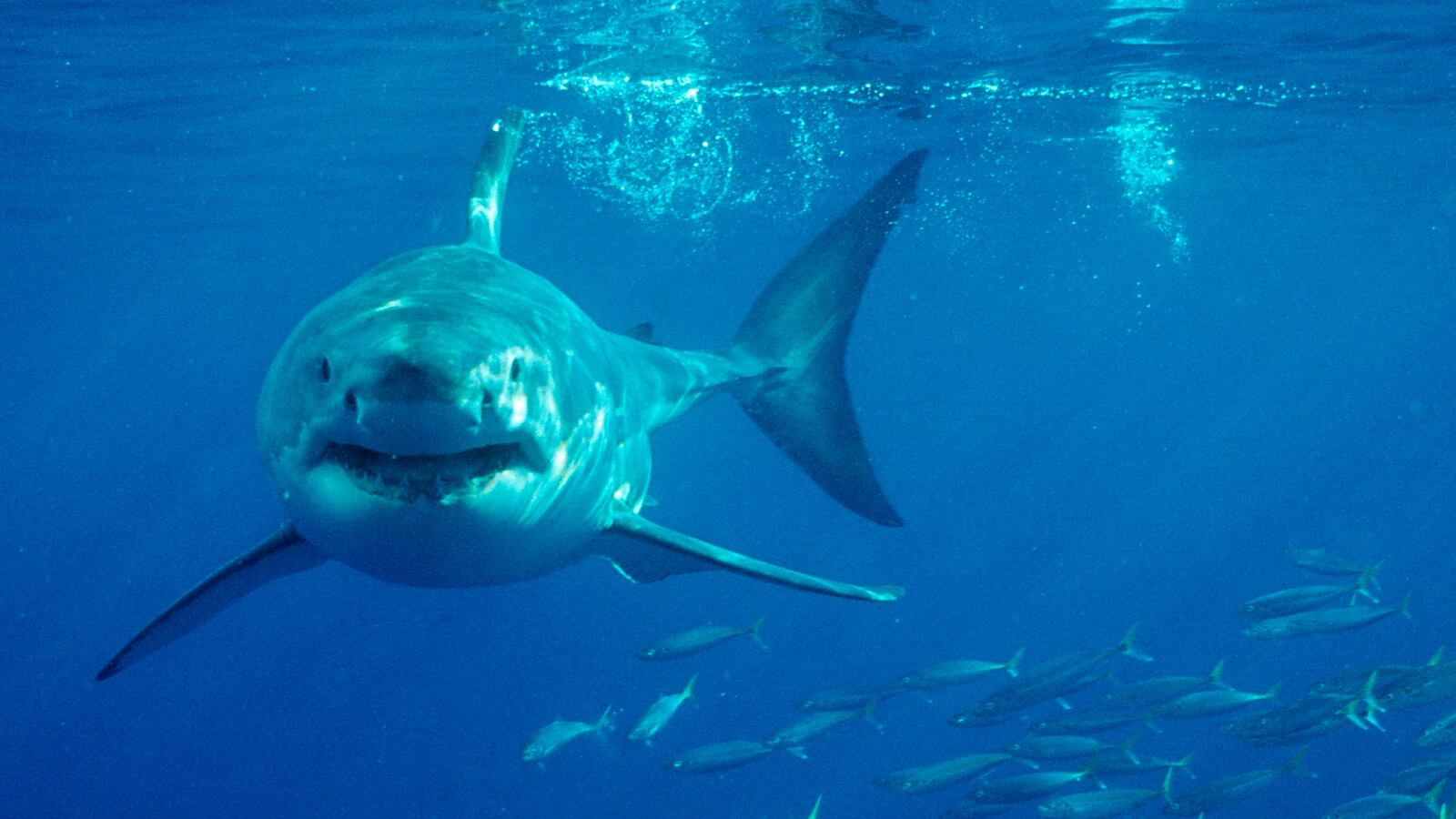 Great White Shark