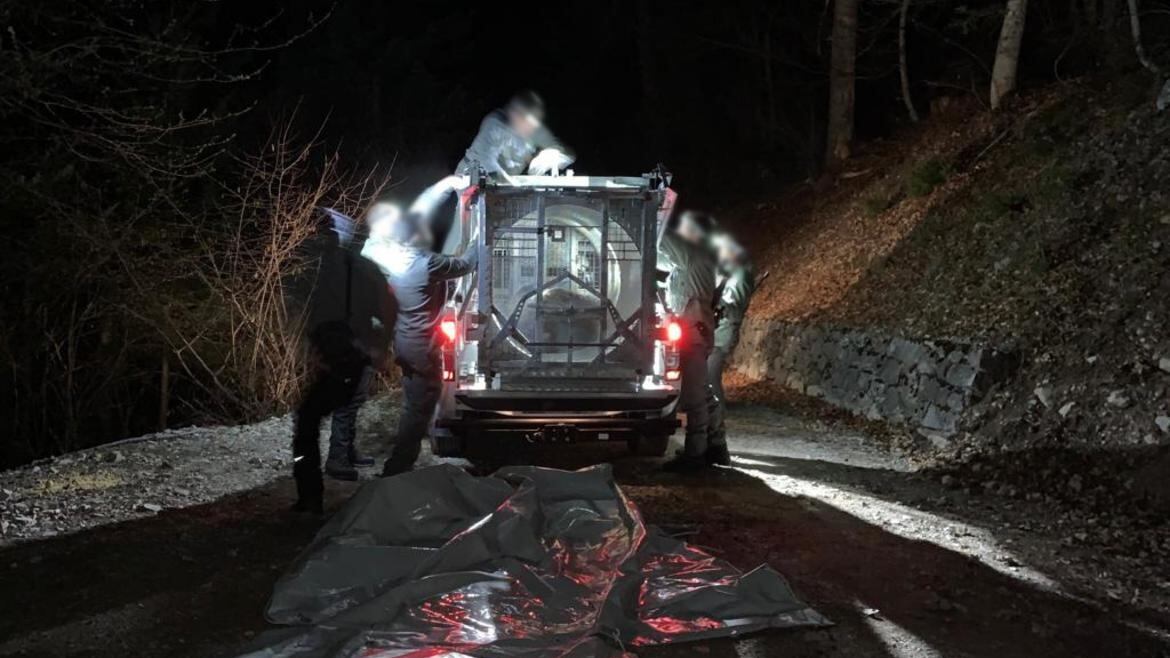 The capture of JJ4 in Val Meledrio by the Trentino Forest Service.