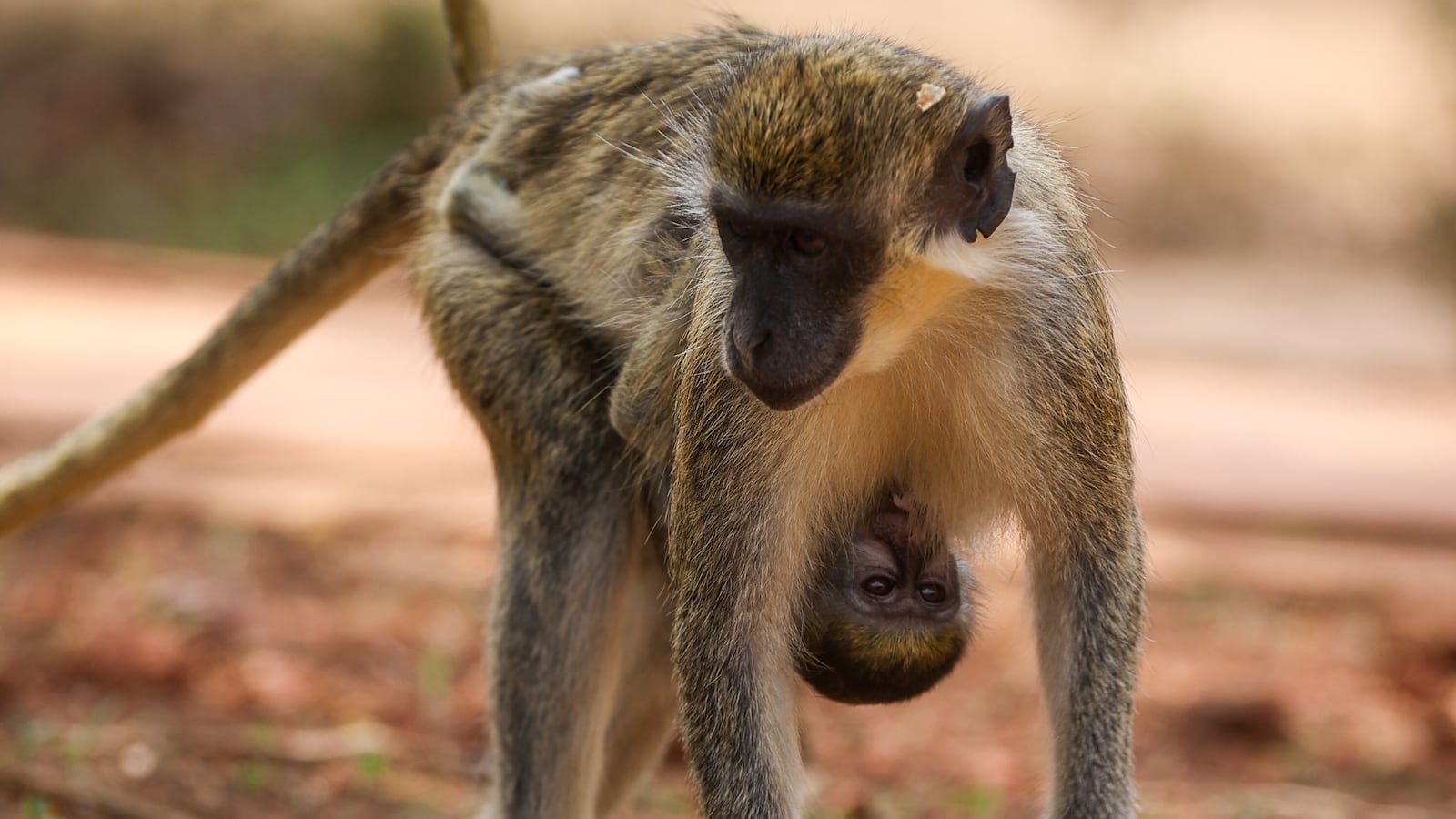 Vervet monkeys