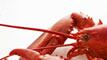 articles/2009/08/25/what-to-eat-9/what-to-eat---lobster-thermador-2_r1fhkz