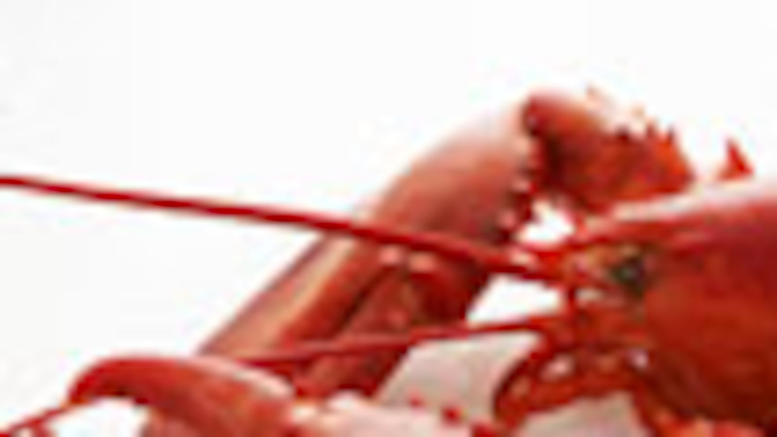 articles/2009/08/25/what-to-eat-9/what-to-eat---lobster-thermador-2_r1fhkz