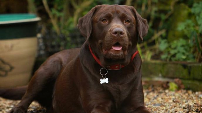 articles/2013/02/26/dog-biscuits-no-i-prefer-109-pebbles/dog-biscuits-no-i-prefer-109-pebbles-image_tu9t2n