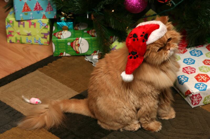 galleries/2011/12/23/christmas-cats-photos/christmas-cat-photos-12_uy6rmx