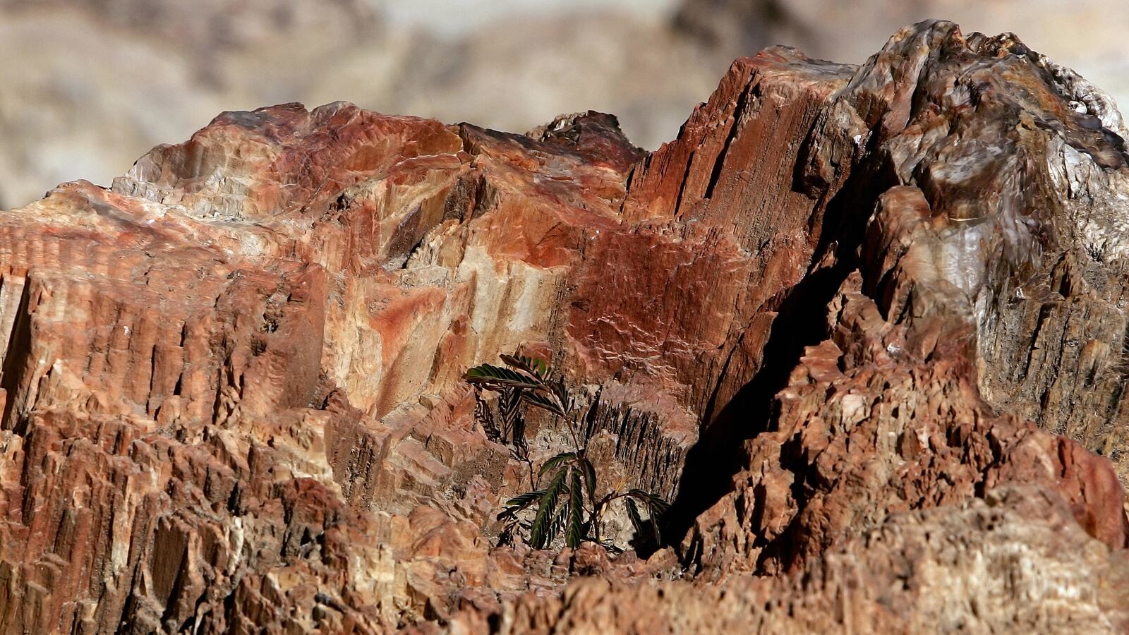 GettyImages-75395325_td0u2k