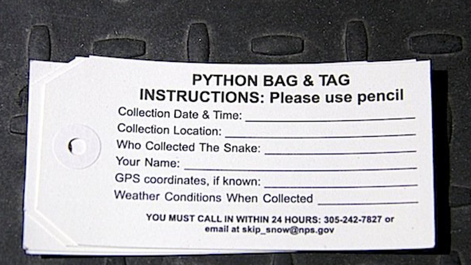 articles/2013/02/07/only-in-florida/only-in-florida-image_lqdint