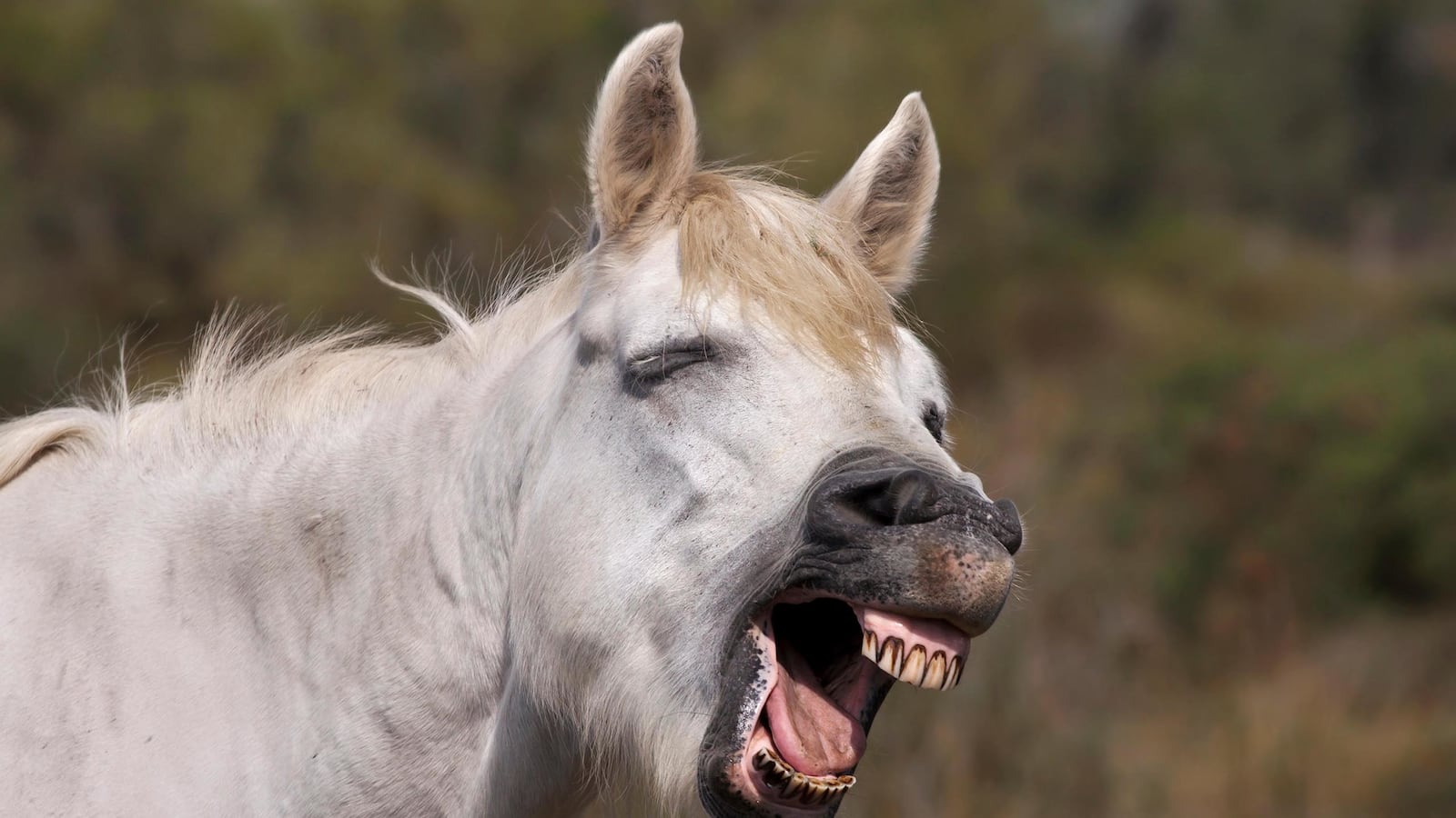 articles/2015/08/05/horses-facial-expressions-are-so-much-like-humans/150805-haglage-horse-expressions-tease2_ieeaoy