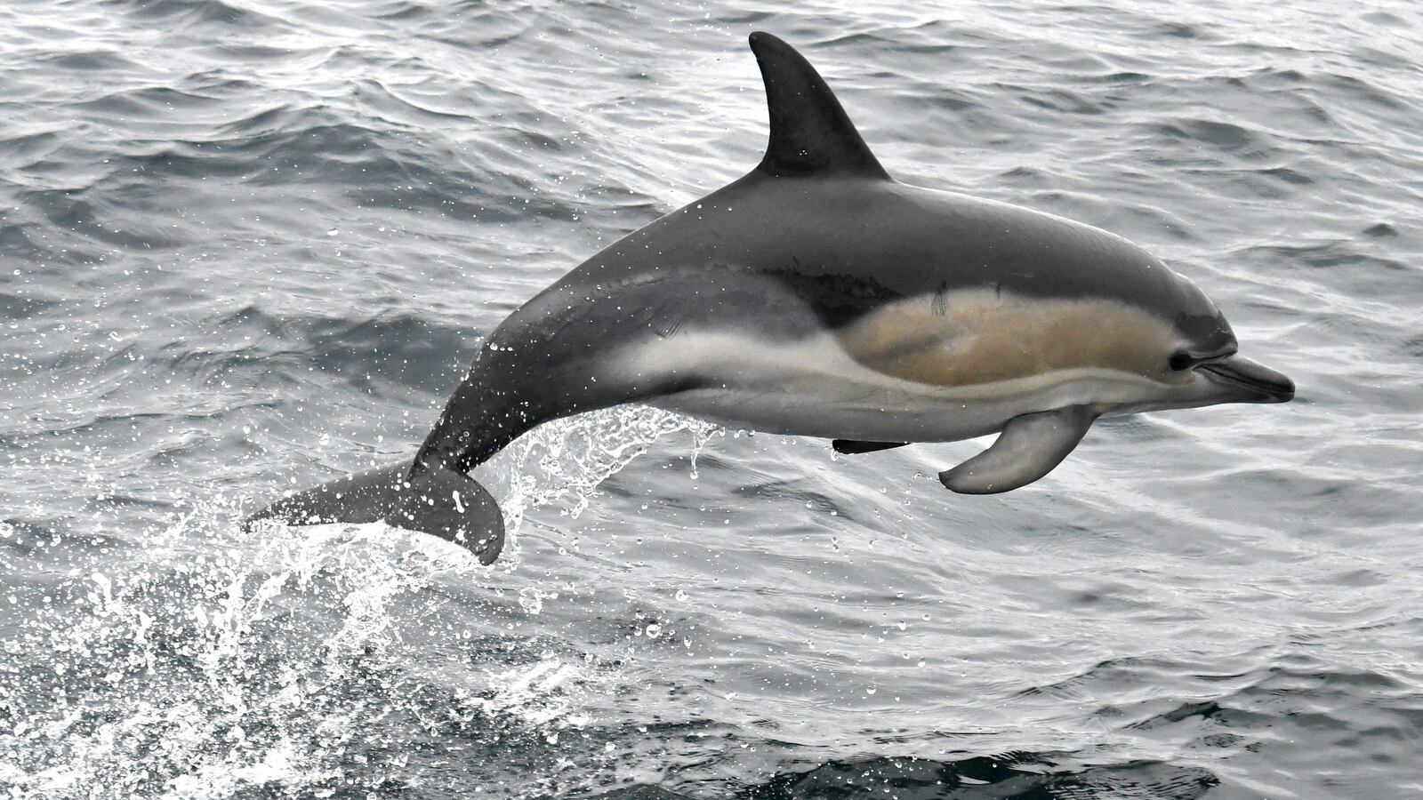 GettyImages-862701728_pkjzeh