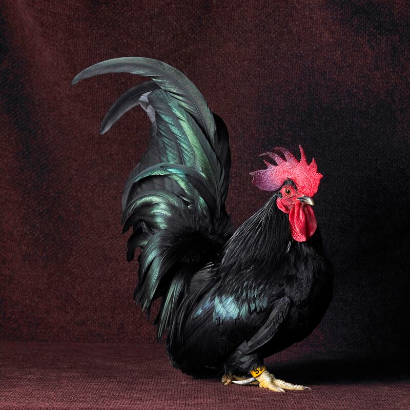 galleries/2013/04/30/the-weirdest-chickens-you-ve-never-seen/130430-chickens-06_gt87kx