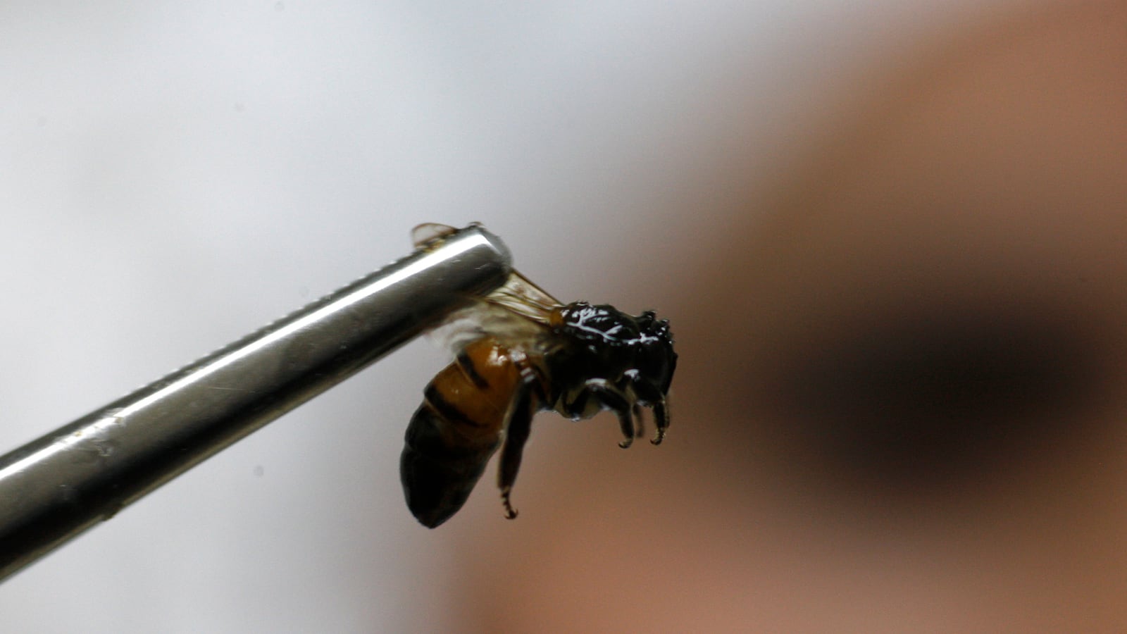 cheats/2016/09/02/sc-wipes-out-bee-population-in-zika-fight/160802-dead-bees-cheat_cjetmg