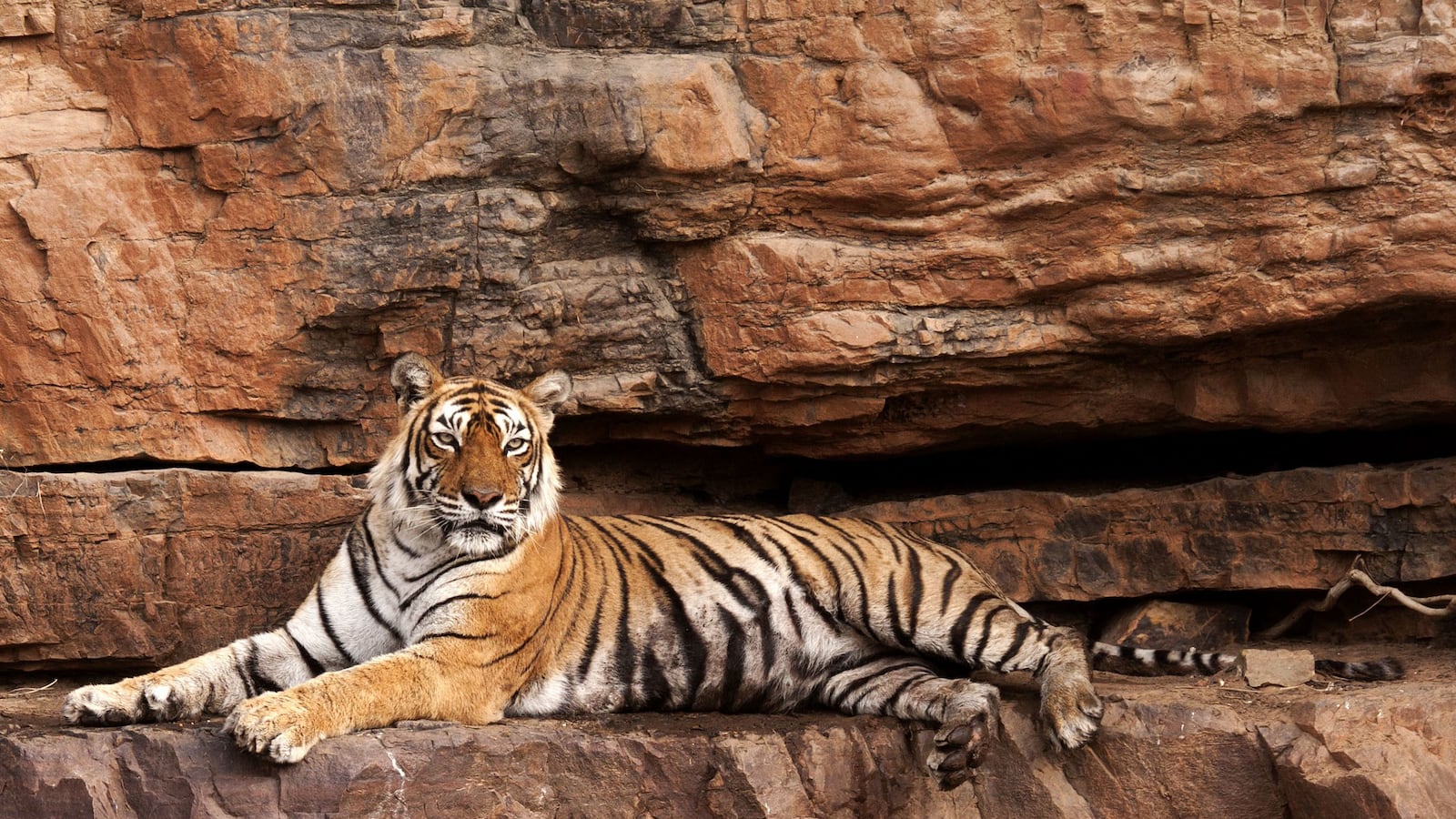 articles/2016/08/19/machali-world-s-oldest-wild-tigress-dies/160819-slattery-Machli-tiger-tease_g6s7er