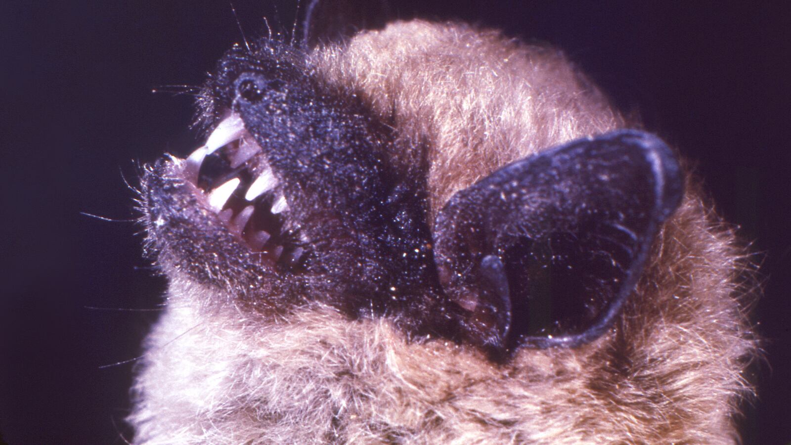 Big brown bat