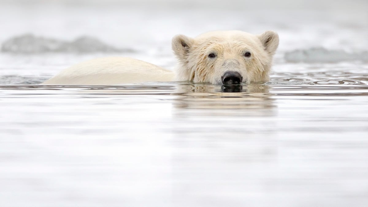 cheats/2012/09/08/arctic-ice-melting-at-record-speed/climate-polar-bear-cheat_exp9u0