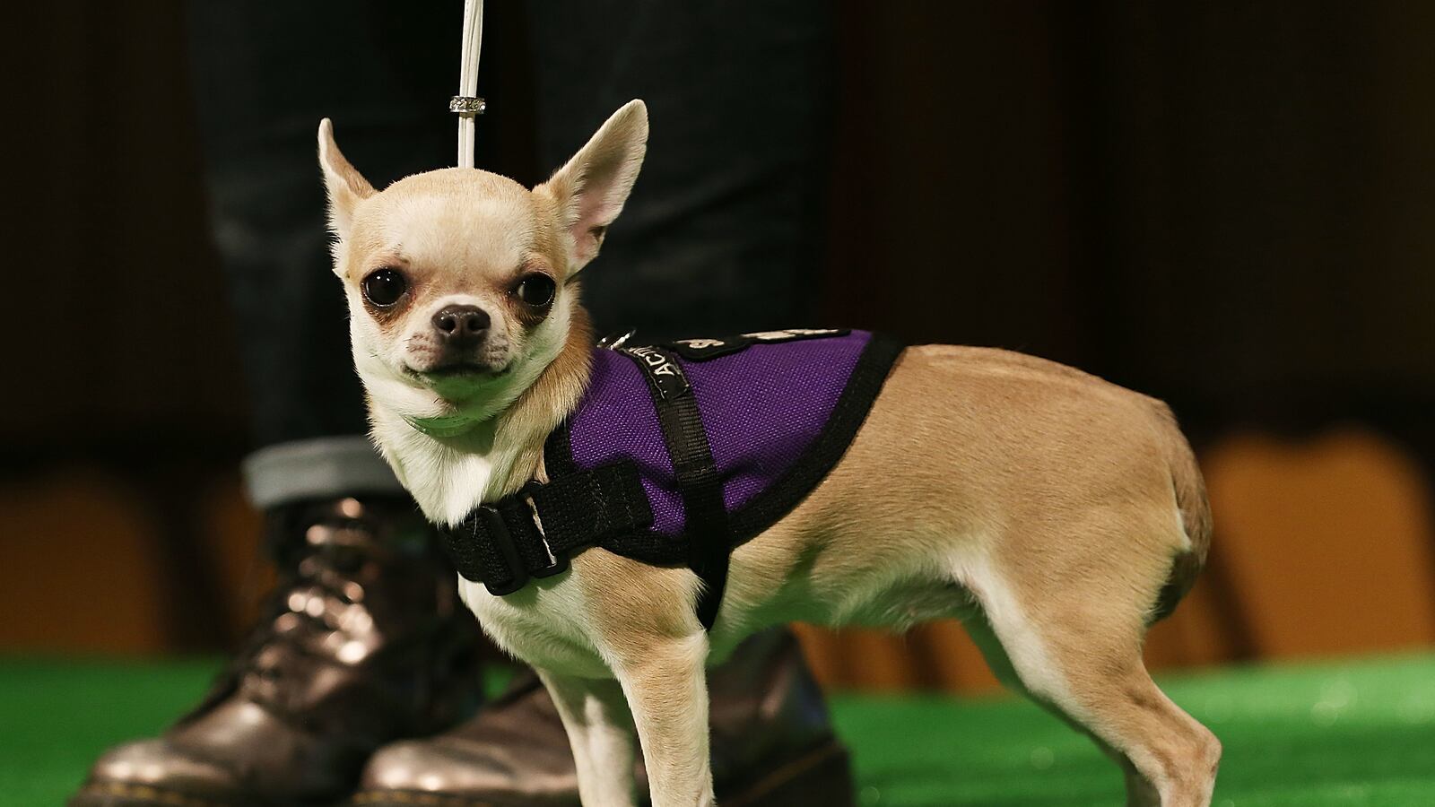 articles/2013/02/08/britain-s-dog-truthers/britain-s-dog-truthers-image_cliya3