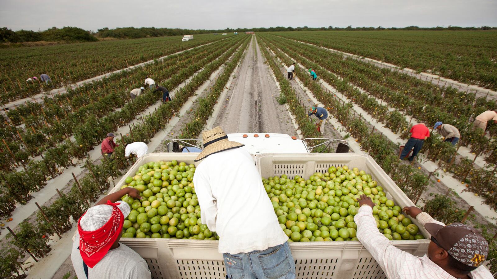 articles/2014/11/08/we-re-all-living-on-the-supermarket-plantation/141107-beal-supermarket-tease_wxyxa4