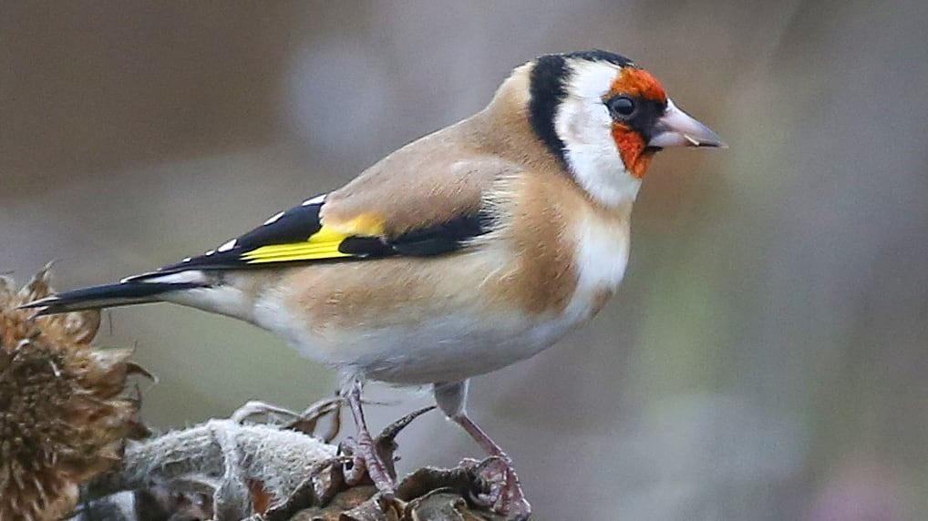 GettyImages-1057624436_xhlwgt