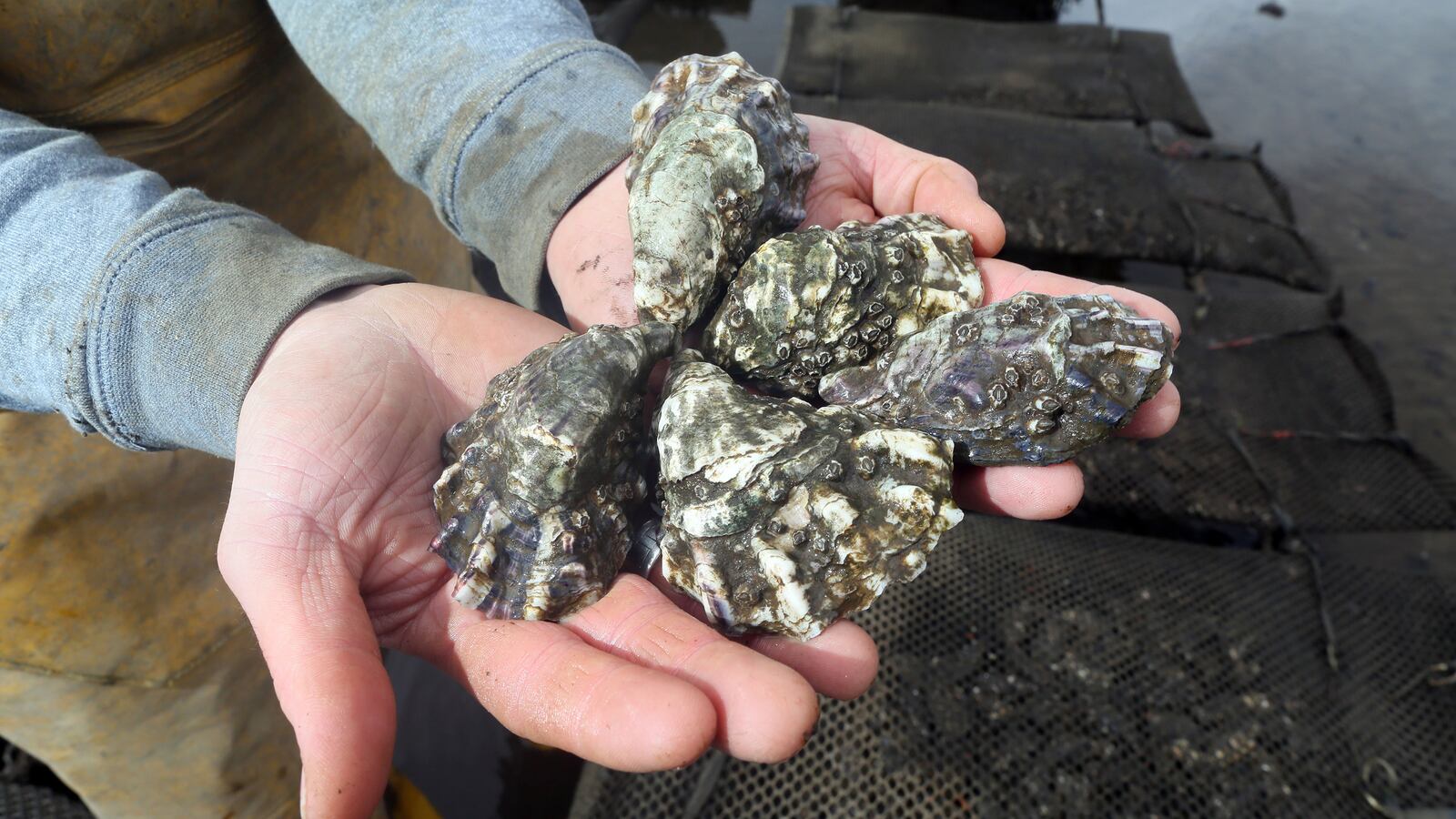 220526-ireland-oysers-tease-01_j6d342