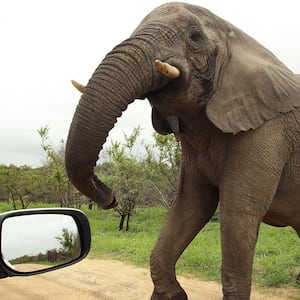 An elephant in South Africa's Kruger National Park