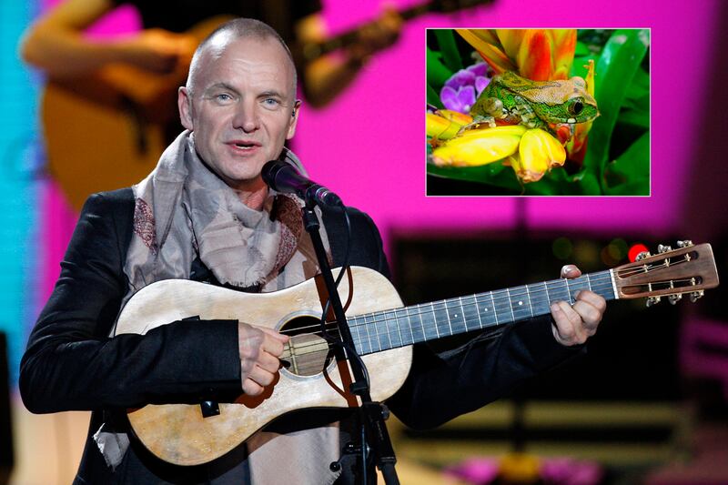 galleries/2012/01/05/hasselhoff-crab-and-10-more-species-named-after-celebrities-photos/species-named-after-celebs-sting_nor6um