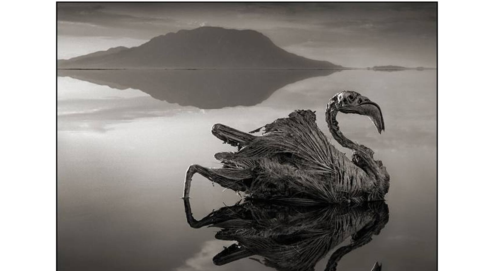 galleries/2013/10/05/nick-brandt-s-across-the-ravaged-land-photos/131004-hines-frozen-animals-tease-NEW_rlabmz