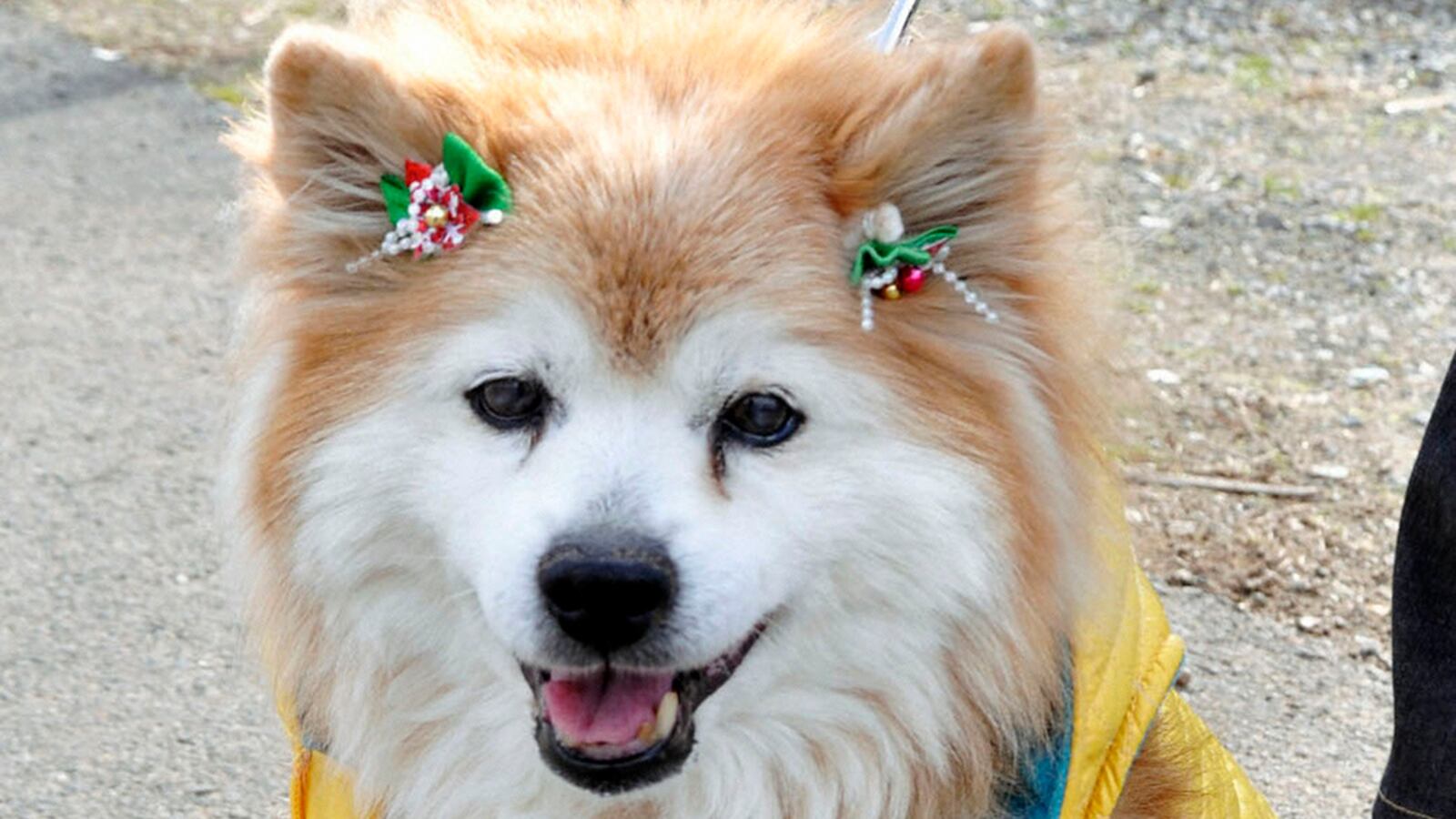 cheats/2011/12/07/world-s-oldest-dog-dies/worlds-oldest-dog-dies-pusuke-cheat_ml5hxy