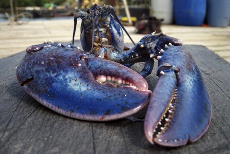 galleries/2011/12/06/the-year-in-animals-bronx-zoo-cobra-ryan-gosling-dog-george-more-photos/animals-of-the-year-blue-lobster_x50dck