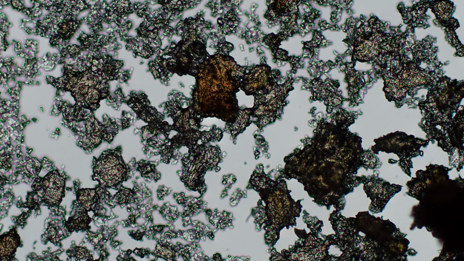 Nutrafol_Ingredient-01_e42yex