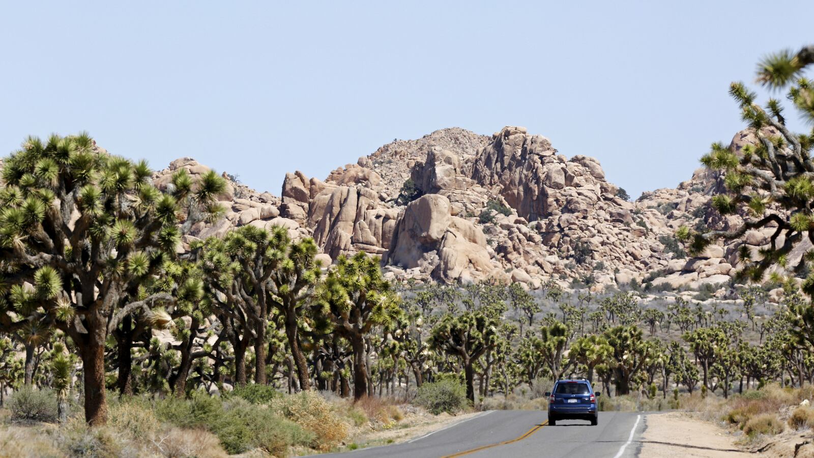 A car is driven in Joshua Tree National Park, California, in this photo taken April 16, 2015.